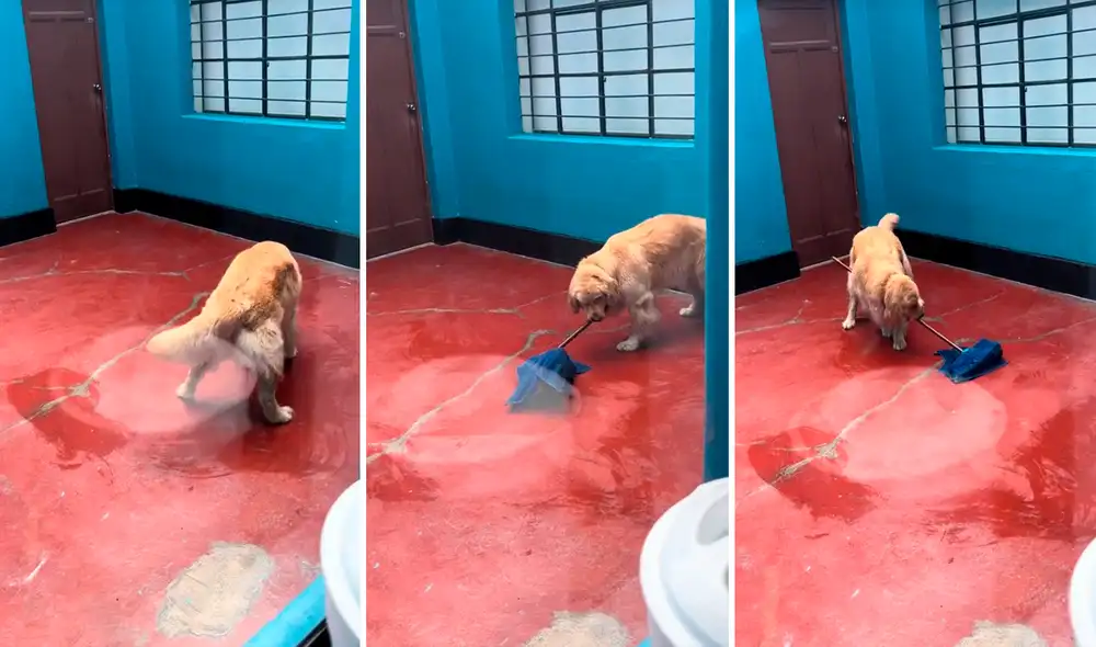 Las imágenes sacaron más de una sonrisa en redes sociales. Foto: composición LR/TikTok/@sweetgirlxd27