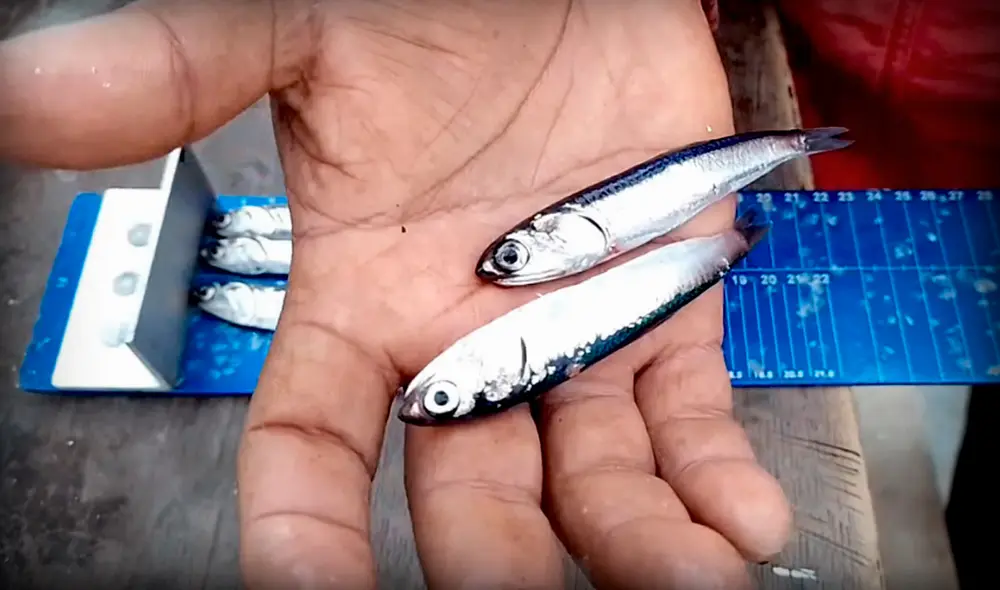 Segunda temporada de pesca inició el 26 de octubre. Foto: Captura de video de Lorenzo Vásquez