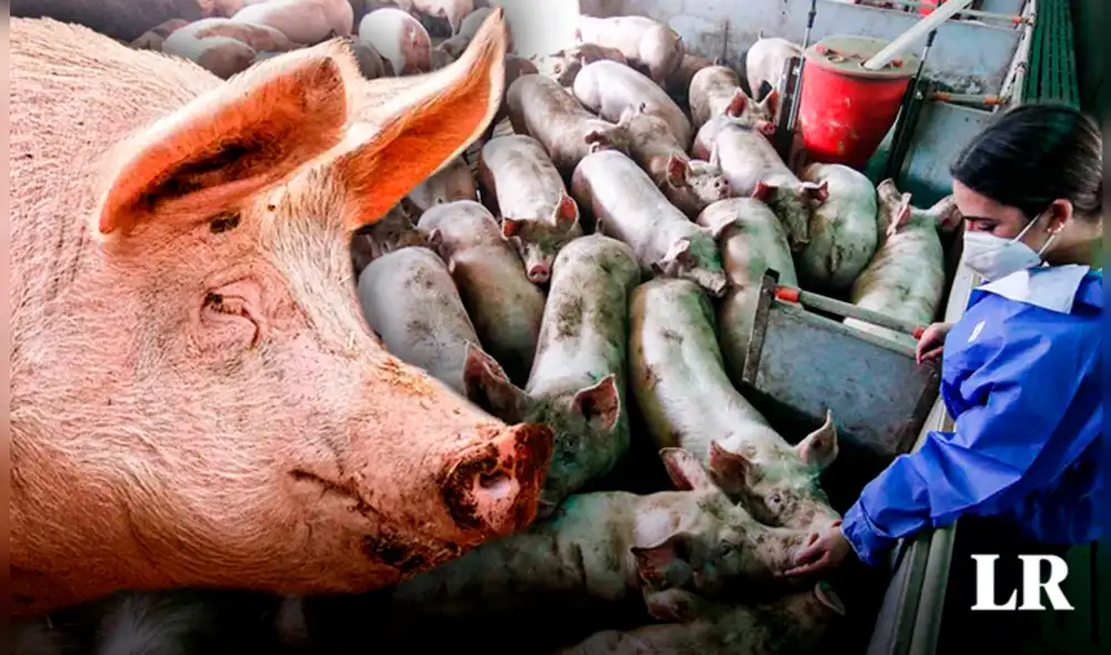 La persona infectada estuvo enferma por un tiempo; sin embargo, logró recuperarse sin complicaciones. Foto: composición LR/referencial