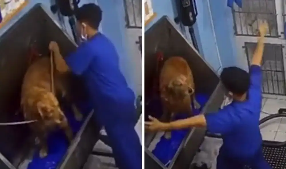 El ciudadano venezolano recibió elogios por su buen trato a los animales. Foto: composición LR/TikTok/'Sirenito'