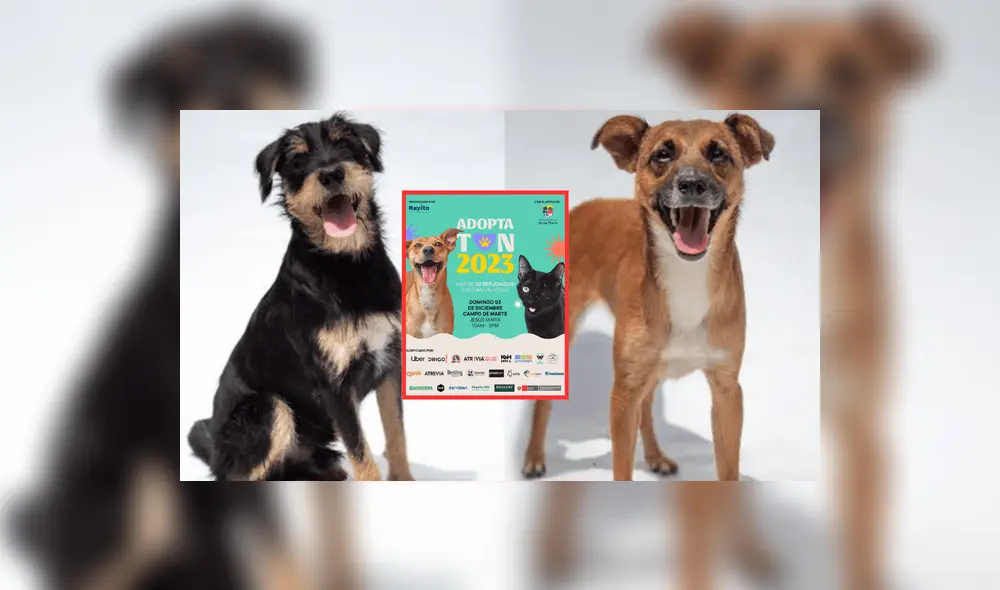 Jornada iniciará a las 10.00 de la mañana en Jesús María. Foto: La República/fundación Rayito