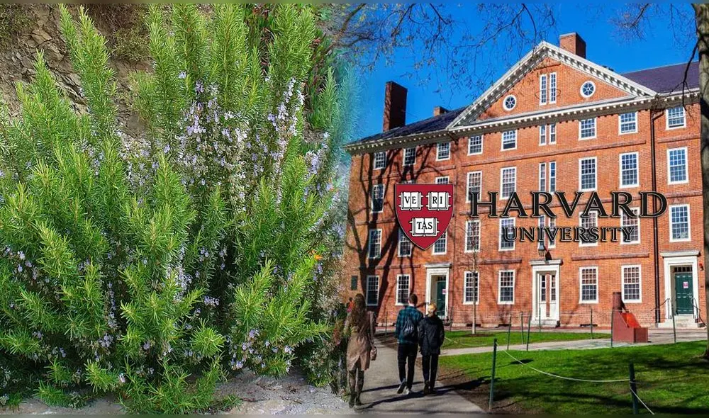 Uma Naidoo reveló los resultados de sus estudios sobre una popular planta peruana. Foto: composición LR