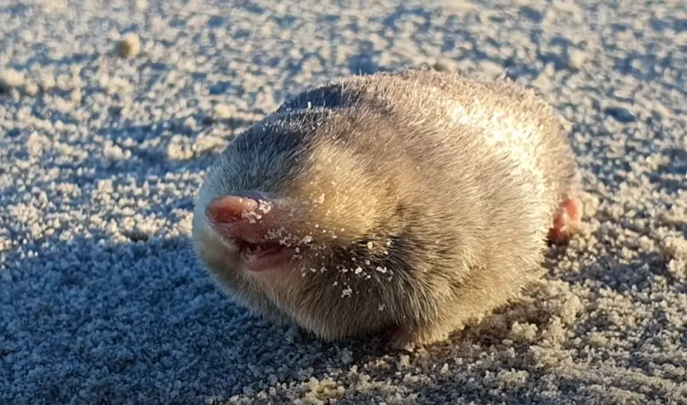 El pelaje del topo dorado de Winton puede verse iridiscente por el sol. Foto: IFLScience El pelaje del topo dorado de Winton puede verse iridiscente por el sol. Foto: IFLScience