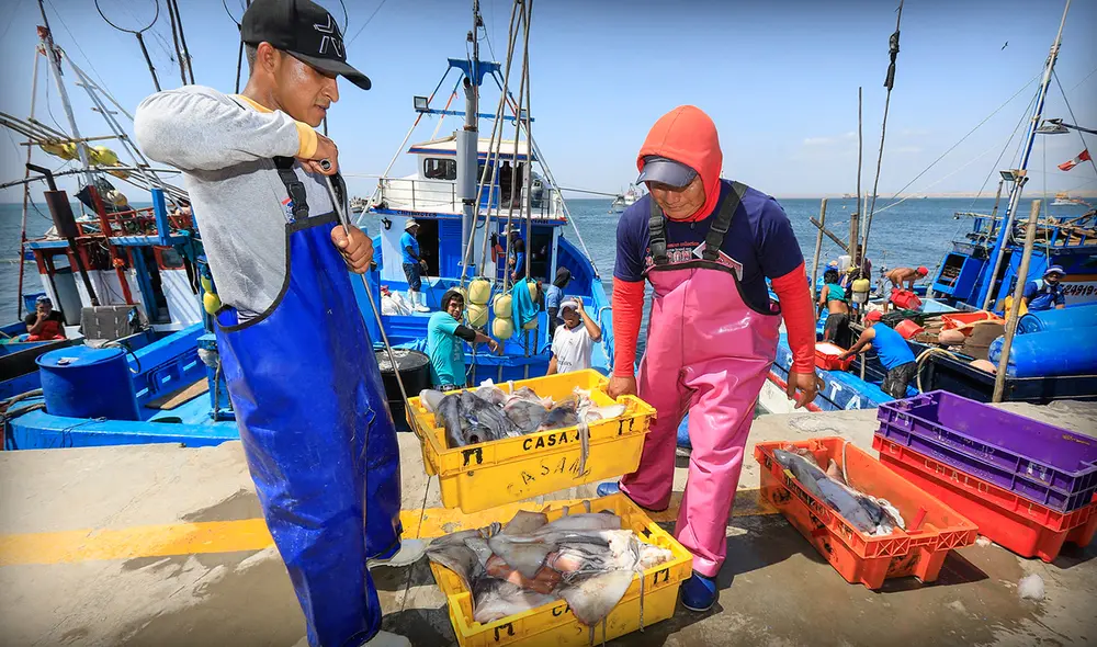 Exportación de pota subió en 96% hasta setiembre de 2023. Foto: Mincetur