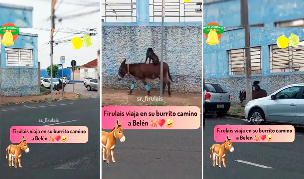 Las imágenes sacaron miles de sonrisas en redes sociales. Foto: composición LR/TikTok/@sr._firulais Las imágenes sacaron miles de sonrisas en redes sociales. Foto: composición LR/TikTok/@sr._firulais