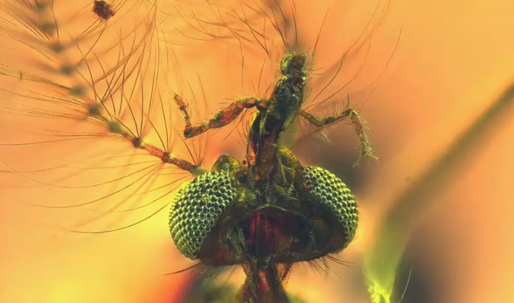 Fotografía de la cabeza de un mosquito macho fosilizado muestra la anatomía bucal, que coincide con la hematofagia. Foto: Dany Azar Fotografía de la cabeza de un mosquito macho fosilizado muestra la anatomía bucal, que coincide con la hematofagia. Foto: Dany Azar