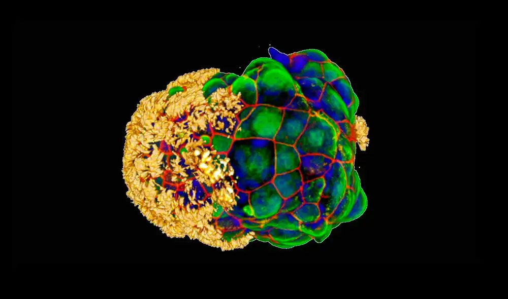 Las células de tráquea se adhieren a los antropobots. Foto: Gizem Gumuskaya/Universidad de Tufts