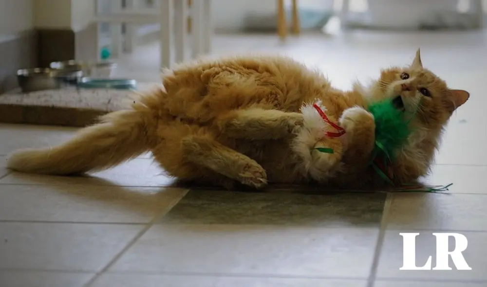 El reencuentro se produjo gracias a una vecina de la zona y una protectora de animales. Foto: El espectador/referencial. Video: EFE/Ref. El reencuentro se produjo gracias a una vecina de la zona y una protectora de animales. Foto: El espectador/referencial. Video: EFE/Ref.