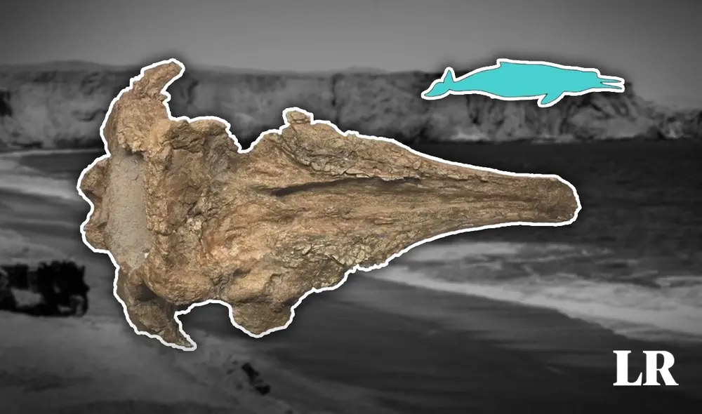 El hallazgo refuerza las evidencias de una fauna marina prehistórica común en las costas peruanas y argentinas. Foto: composición LR / MHNUNMSM El hallazgo refuerza las evidencias de una fauna marina prehistórica común en las costas peruanas y argentinas. Foto: composición LR / MHNUNMSM