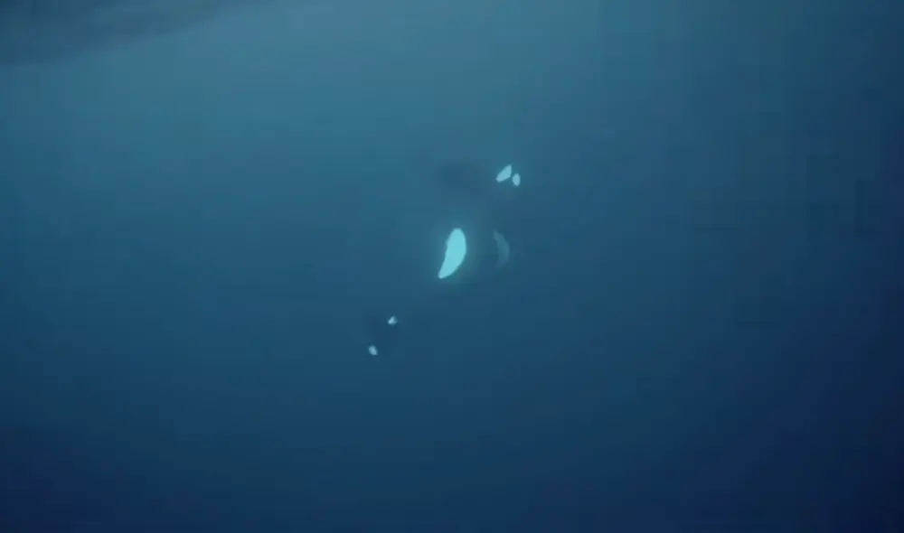 La orca se perdió en la oscuridad después de que sus compañeras la intentaran salvar por 50 minutos. Foto: Facebook / Pierre, The Orca Whisperer La orca se perdió en la oscuridad después de que sus compañeras la intentaran salvar por 50 minutos. Foto: Facebook / Pierre, The Orca Whisperer