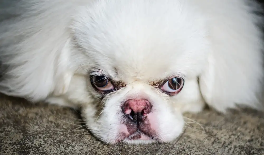 Las mascotas no siempre entienden los mensajes que solemos decirles. Foto: Canva Las mascotas no siempre entienden los mensajes que solemos decirles. Foto: Canva