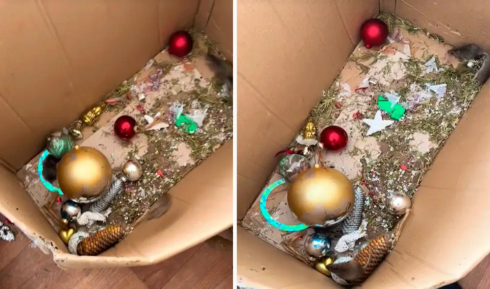 Las imágenes dejaron con los pelos de punta a muchos usuarios en redes sociales. Foto: composición LR/TikTok/@don_haski Las imágenes dejaron con los pelos de punta a muchos usuarios en redes sociales. Foto: composición LR/TikTok/@don_haski