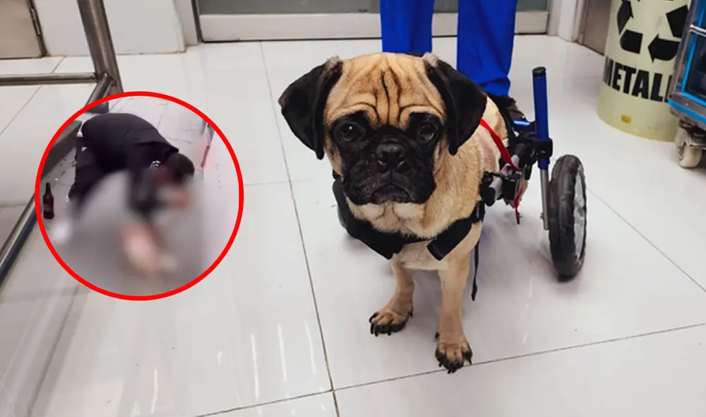 'Dachi' se moviliza con la ayuda de una silla de ruedas tras haber sido atacada por Alonso Santa Cruz. Foto: composición LR/ Jazmín Ceras/ La República/ difusión 'Dachi' se moviliza con la ayuda de una silla de ruedas tras haber sido atacada por Alonso Santa Cruz. Foto: composición LR/ Jazmín Ceras/ La República/ difusión