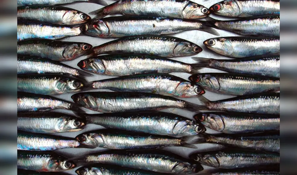 Límite es igual al establecido en el 2022, pese a reporte de alta incidencia de juveniles. Foto: Andina