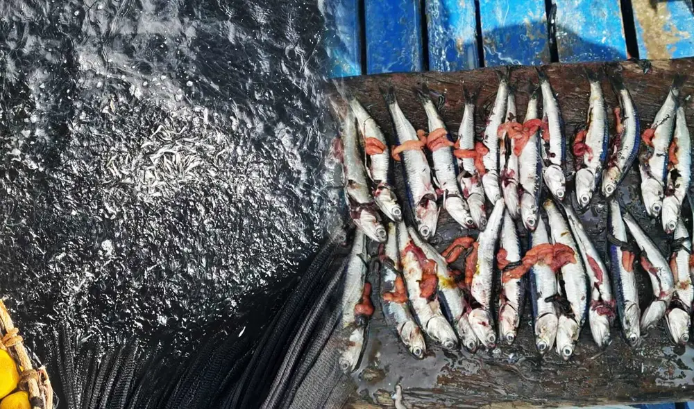 Durante pesca exploratoria se reportó concentración en más del 70% de anchovetas con tallas menores de las permitidas de captura (12 cm).  Foto: composiciónLR/Jazmín Ceras