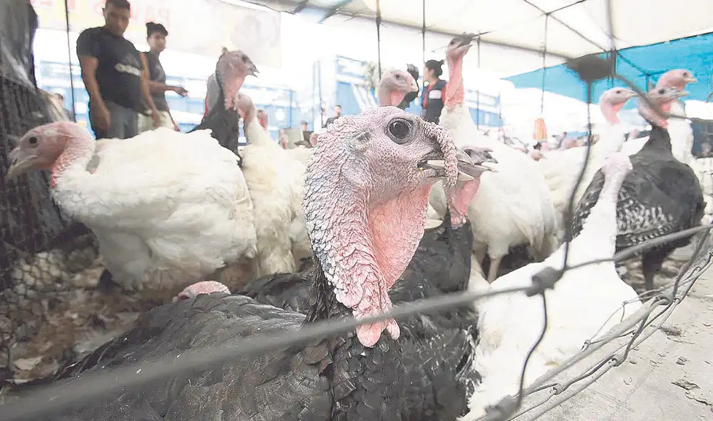 Oferta. Venderán pavos de hasta 13 kilos. Una familia puede llegar a gastar S/120 para llevar este producto a su cena navideña. Foto: difusión