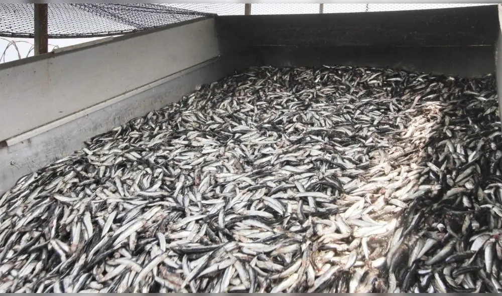 Imarpe coordina y realiza el seguimiento al desarrollo de la pesca exploratoria de anchoveta. Foto: difusión