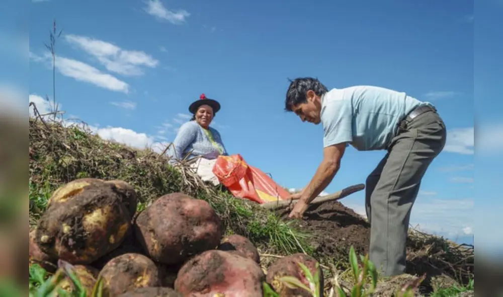 Los productores con áreas de cultivo de hasta 10 hectáreas podrían recibir este apoyo económico. Foto: archivo LR Los productores con áreas de cultivo de hasta 10 hectáreas podrían recibir este apoyo económico. Foto: archivo LR