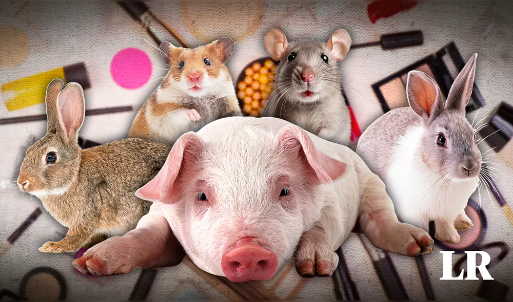 La ONG Te Protejo y Humane Society International (HSI) juntaron más de 300.000 firmas para aprobar el proyecto. Foto: composición LR La ONG Te Protejo y Humane Society International (HSI) juntaron más de 300.000 firmas para aprobar el proyecto. Foto: composición LR