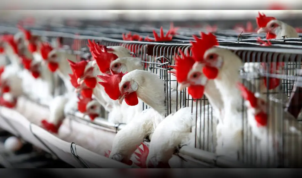 Gripe Aviar ya mató a más de 500.000 aves en el Perú. Foto: EFE