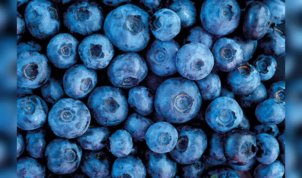 Según la Asociación de Productores de Arándanos del Perú (Proarándanos), La Libertad encabeza el ranking de envíos, seguido de Lambayeque, Lima, Ica, Ancash, Piura y Moquegua.  Foto: difusión