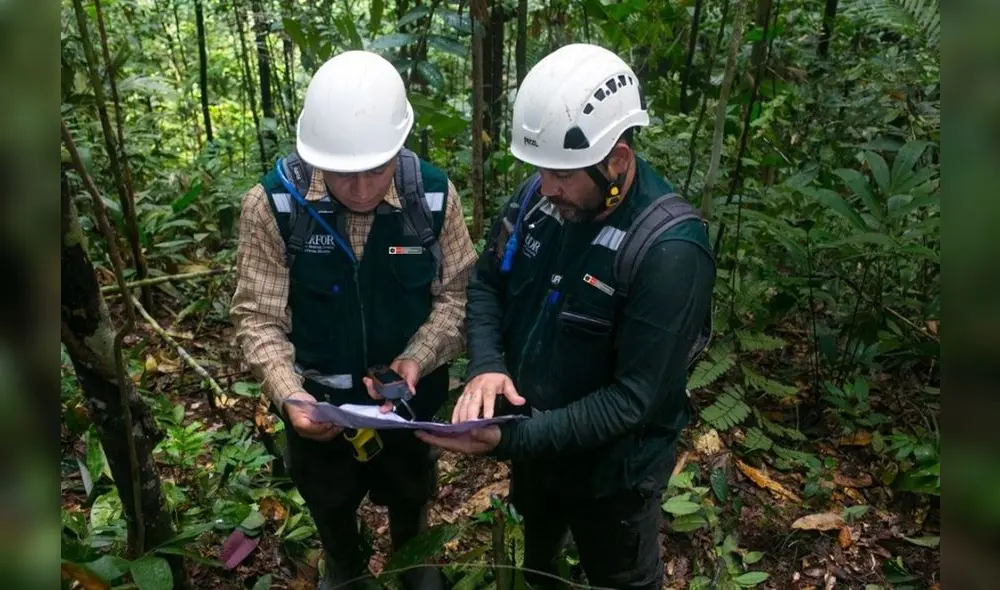 Ejecutivo transfiere más de S/ 1 millón para pago del personal de Serfor. Foto: Andina
