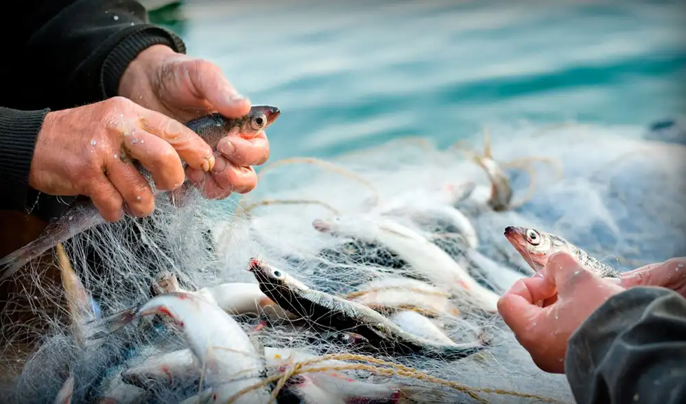 La ley vigente se hizo oficial en 2012 y no es democrática ni representa el interés común, dijo el presidente de Chile. Foto: FAO La ley vigente se hizo oficial en 2012 y no es democrática ni representa el interés común, dijo el presidente de Chile. Foto: FAO