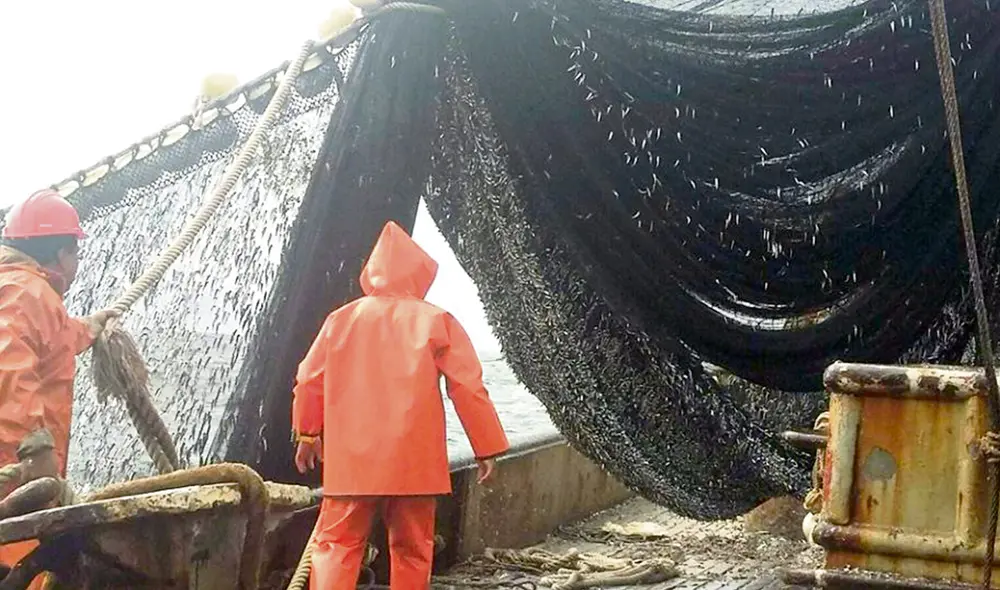 Reporte. Al 19 de diciembre, el promedio en tamaño de la anchoveta pescada es de 12 centímetros, al límite de lo permitido. Foto: difusión Reporte. Al 19 de diciembre, el promedio en tamaño de la anchoveta pescada es de 12 centímetros, al límite de lo permitido. Foto: difusión