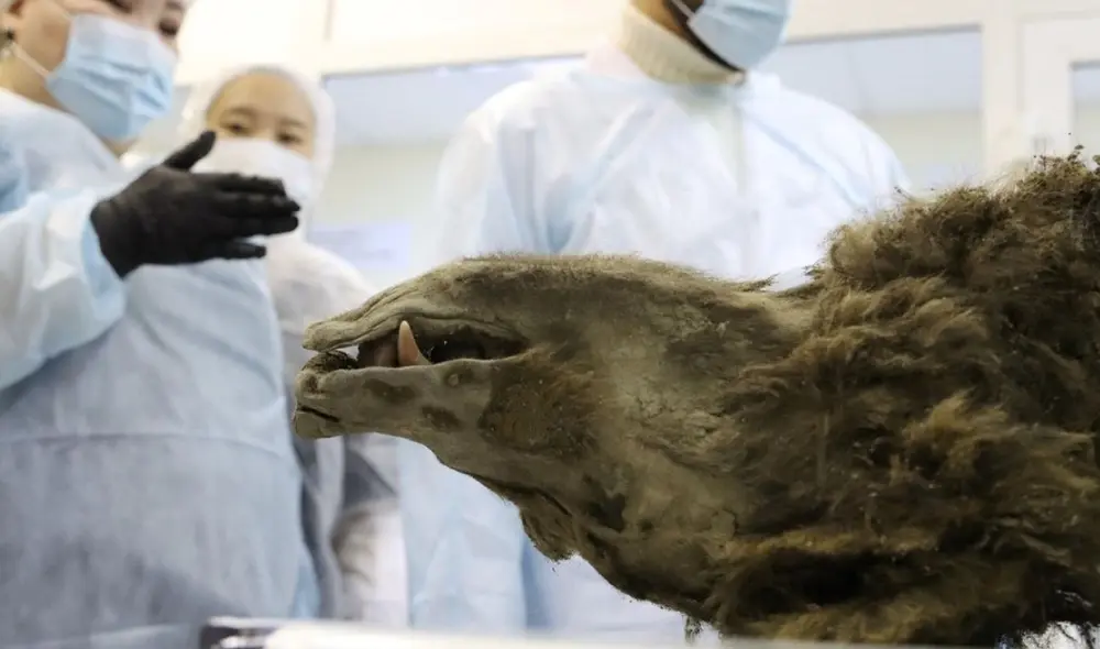 La cabeza del oso momificado estaba bien conservada por dentro y fuera. Foto: Universidad Federal del Nordeste