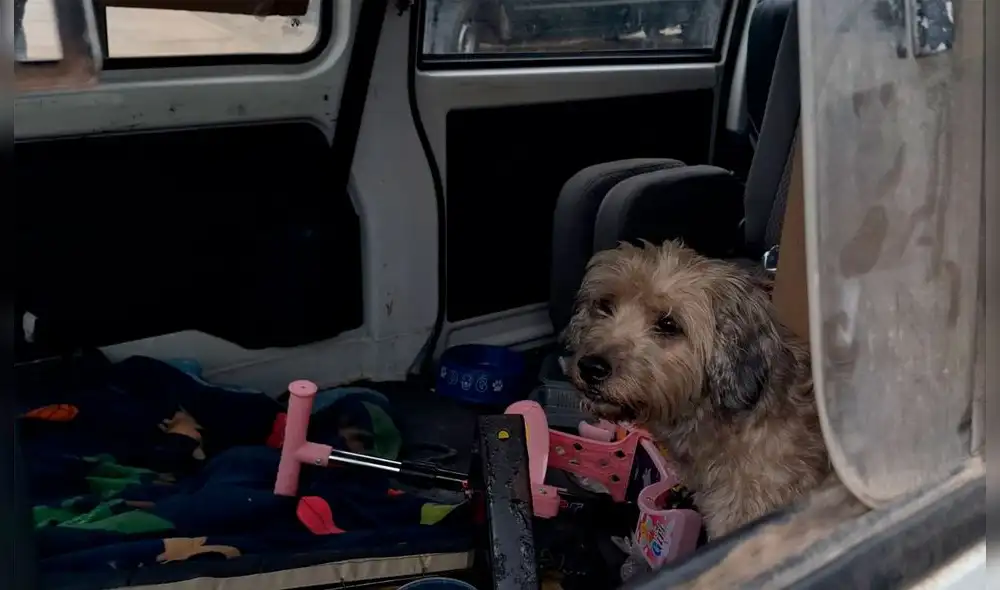 Mascota se encontraba en estado de deshidratación. Foto: Municipalidad de Pueblo Libre