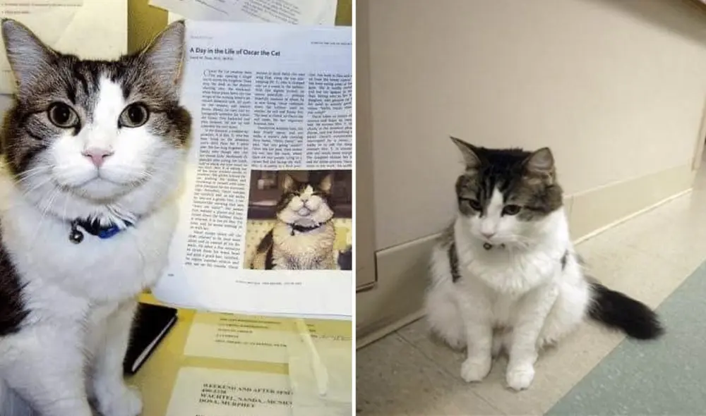 El gato Oscar falleció en 2022 tras predecir la muerte de varios pacientes en Estados Unidos. Foto: composición LR/The New England Journal of Medicine
