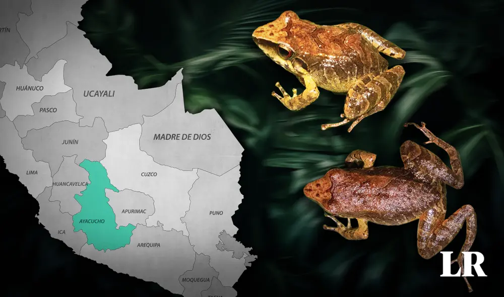 La especie mide menos de 3 centimetros. Foto: Composición LR / Jazmin Ceras / Vladimir Diaz Vargas La especie mide menos de 3 centimetros. Foto: Composición LR / Jazmin Ceras / Vladimir Diaz Vargas