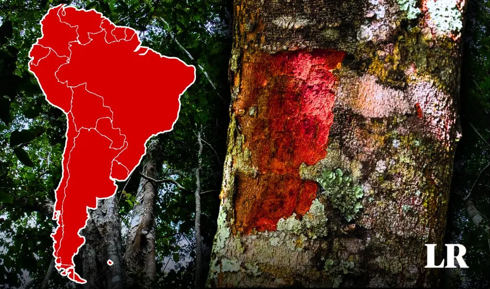 Este árbol casi fue eliminado en el siglo XVI por su valor para el tinte. Foto: composición LR/referencial