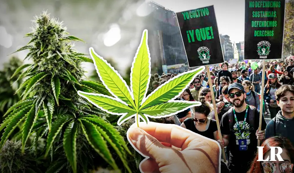 Países como Chile, Colombia o Ecuador han aprobado el uso medicinal de la marihuana. Foto: composición LR/Jazmin Ceras