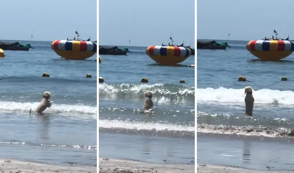 El can disfruta de su paseo en el mar. Foto: captura de TikTok/@luzykoko