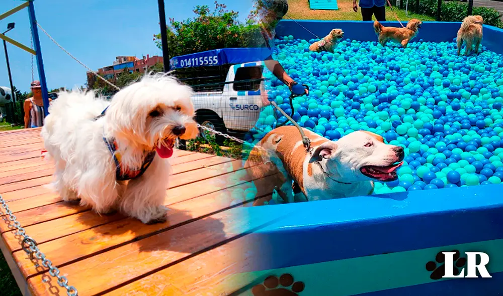 Las mascotas pasan un día lleno de diversión jugando en cada una de las atracciones del parque ‘Mundo de 4 patas’. Foto: composición LR/María Pía Ponce Las mascotas pasan un día lleno de diversión jugando en cada una de las atracciones del parque ‘Mundo de 4 patas’. Foto: composición LR/María Pía Ponce