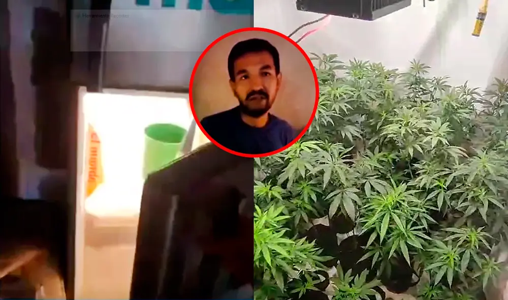 Detenido dijo que cultivaba marihuana para uso medicinal. Foto: composición de Jazmín Ceras/La República