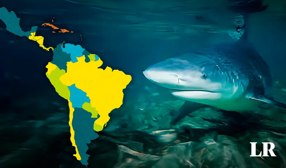 El tiburón toro combina dientes de sierra y de gran tamaño, mandíbulas fuertes y una dieta carnívora. Composición de Jazmin Ceras/LR/Pez.tips El tiburón toro combina dientes de sierra y de gran tamaño, mandíbulas fuertes y una dieta carnívora. Composición de Jazmin Ceras/LR/Pez.tips