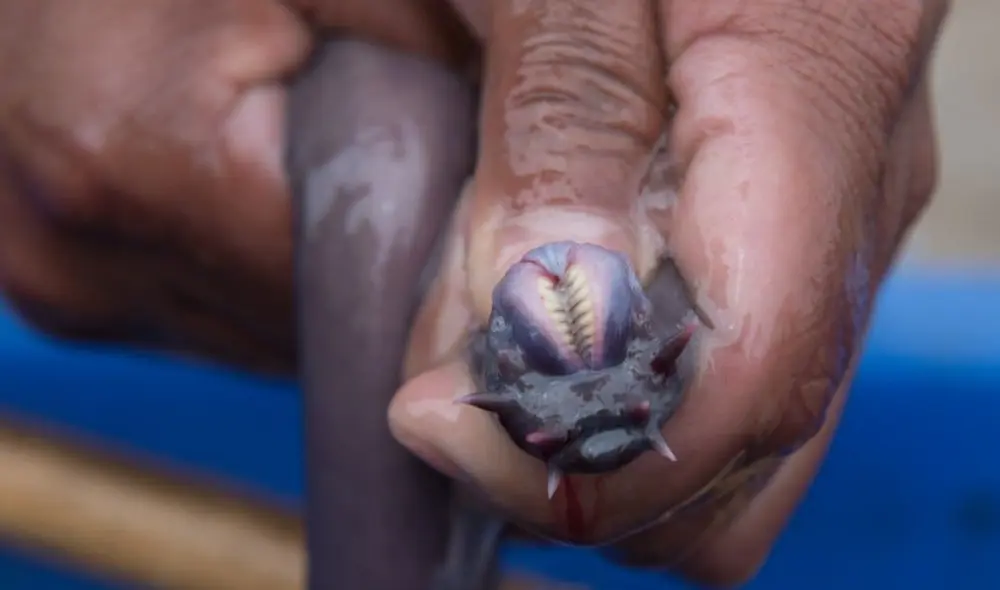 Se conocen al menos 76 especies de mixinos o peces brujas en el mundo. Foto: A-Z Animals