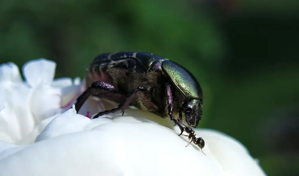 Un escarabajo negro al costado de una hormiga. Foto: Pixabay Un escarabajo negro al costado de una hormiga. Foto: Pixabay