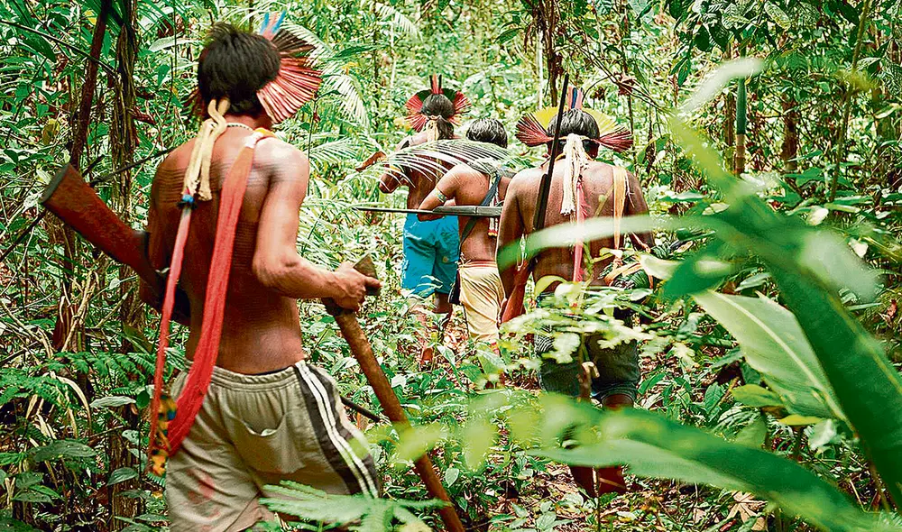 En riesgo. Los cuatro países demandan que el Perú cumpla con su compromiso de proteger los bosques y los derechos indígenas. Foto: difusión En riesgo. Los cuatro países demandan que el Perú cumpla con su compromiso de proteger los bosques y los derechos indígenas. Foto: difusión