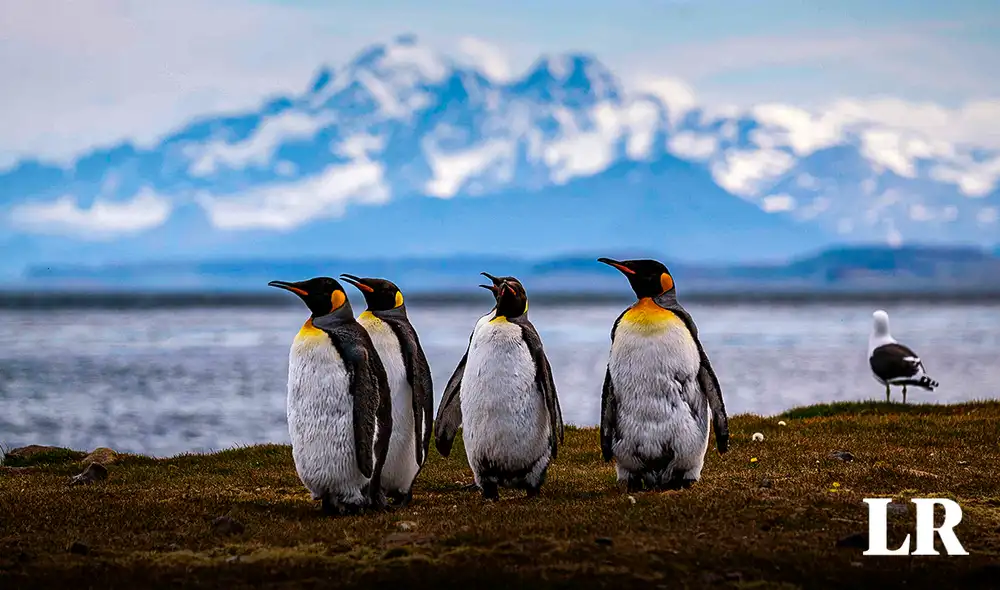 Los 7 países reclaman, porque en rigor las tierras del continente blanco le pertenecen a nadie. Foto: composición de Fabrizio Oviedo/LR/AFP. Video: Upso.sabermas