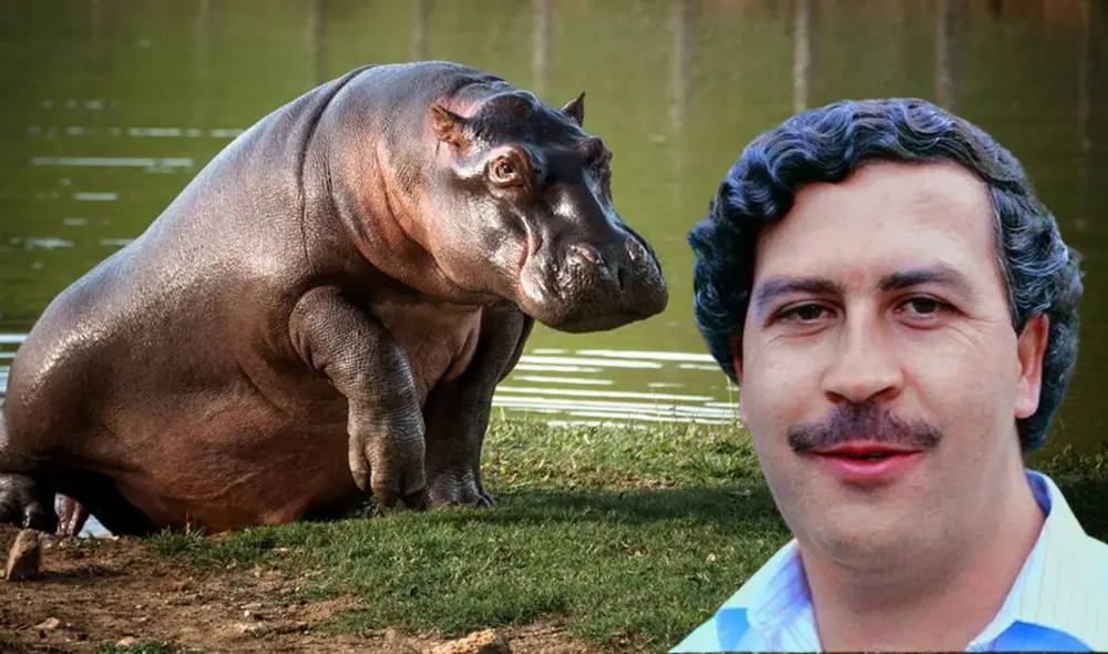 'Pepe', el hipopótamo perteneciente al narcotraficante Pablo Escobar, murió en 2009 a manos del Ejército colombiano. Foto: composición LR/QueVer/GrupoVerci