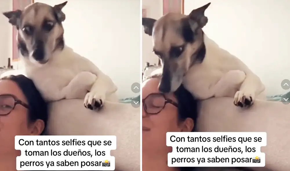 La perrita no dudó en mostrar su mejor ángulo fotográfico. Foto: composición LR/TikTok/@entretenimientocff La perrita no dudó en mostrar su mejor ángulo fotográfico. Foto: composición LR/TikTok/@entretenimientocff