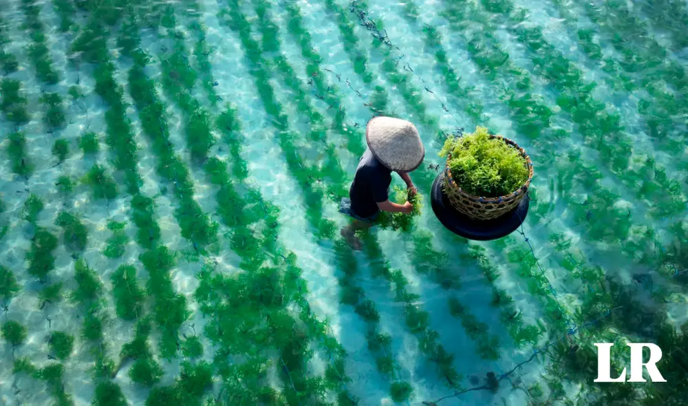 Las algas marinas podrían sobrevivir a los efectos del impacto de un asteroide o la erupción de un volcán. Foto: Food Unfolded