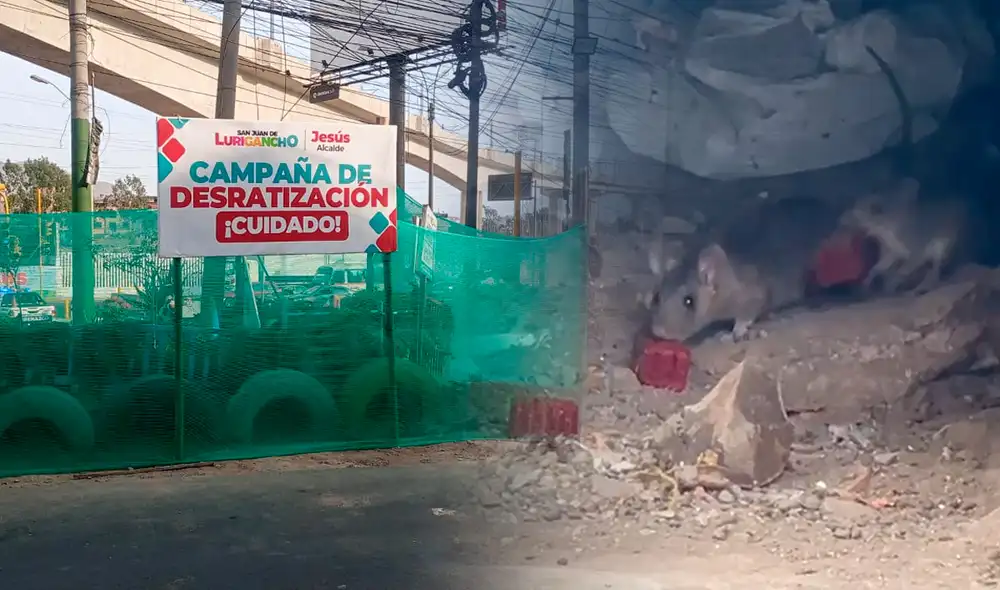 Municipalidad utilizó agente anticoagulante para combatir la infestación de ratas. Foto: composición LR/RPP