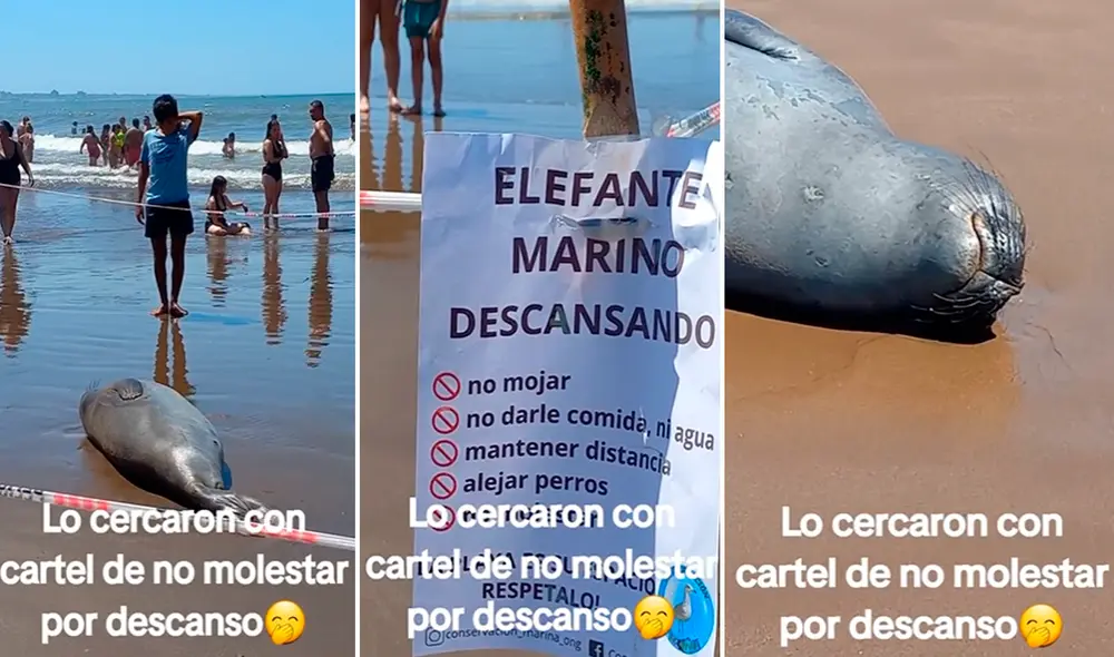 El elefante marino se volvió una sensación en las redes sociales. Foto: composición LR/TikTok/@catalinadanada.mdq El elefante marino se volvió una sensación en las redes sociales. Foto: composición LR/TikTok/@catalinadanada.mdq