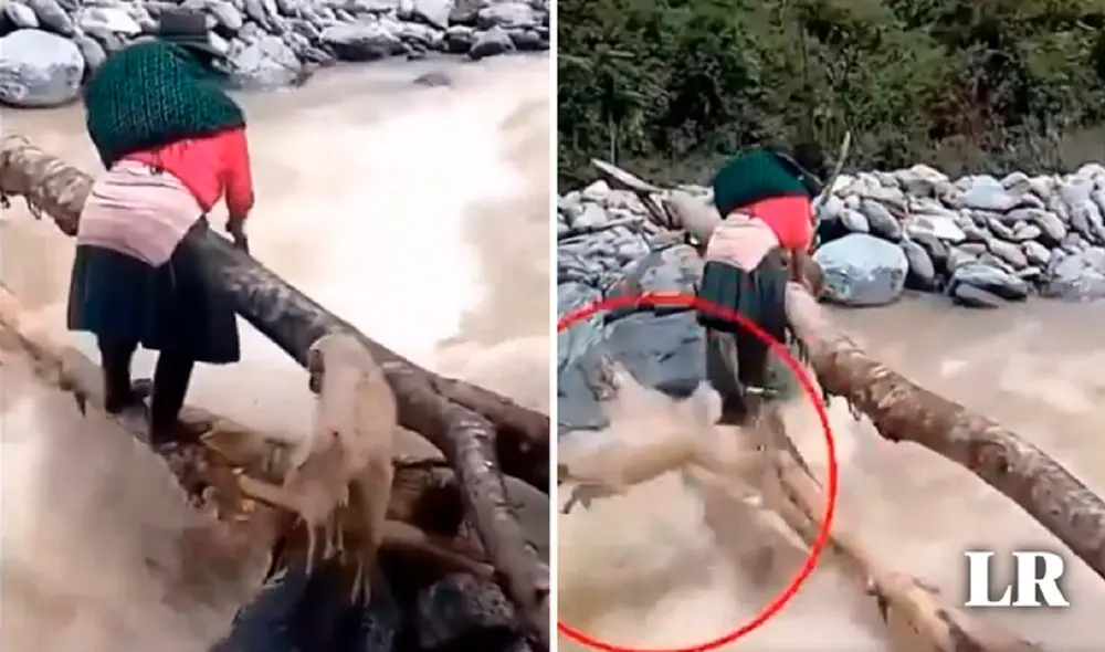 Ciudadanos improvisan puentes de palos para atravesar torrentoso río. Foto: composición de Gerson Cardoso/Twitter Chacotero