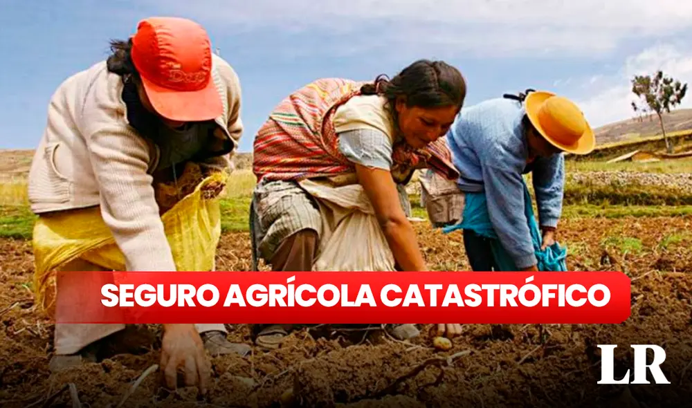 El seguro agrícola otorga 400 y 800 soles por hectárea. Foto: composición LR/Andina