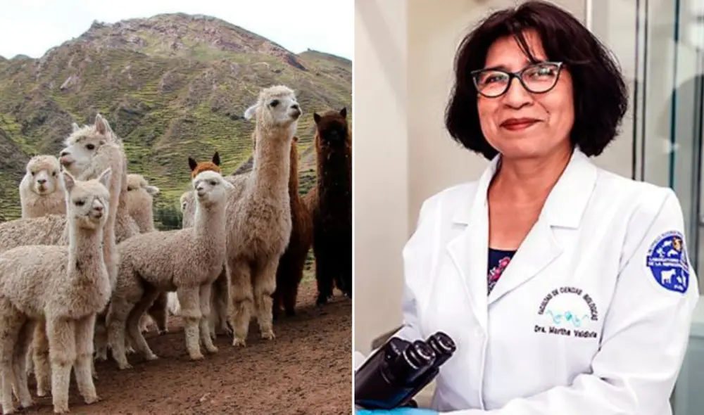 Martha Valdivia desarrolló investigaciones y obtuvo patentes que le brindaron, tanto a ella como a su equipo, reconocimiento en el ámbito internacional. Foto: composición LR/ UNMSM/ Agraria.